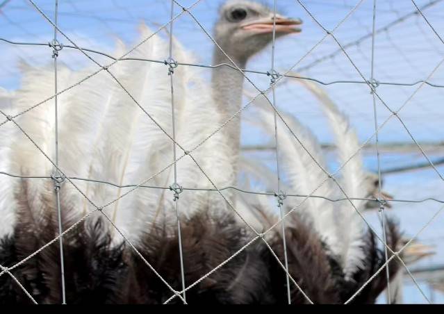 OSTRICH_PUDDING